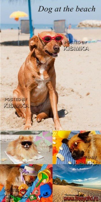       -  l Stock Photo - Dog at the beach
