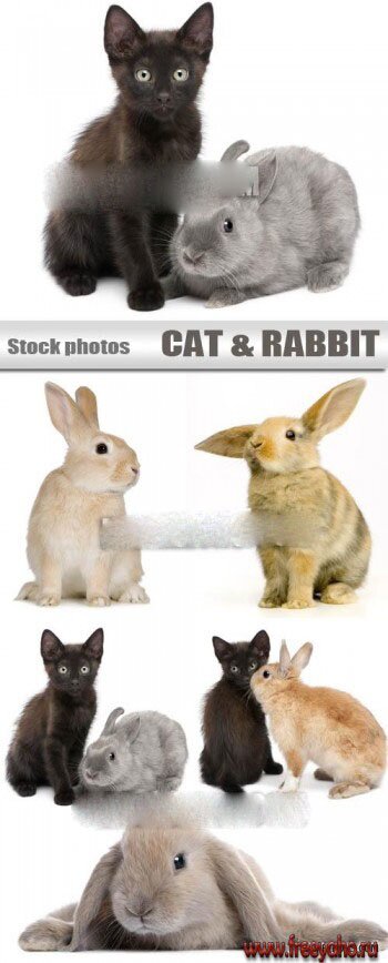    -   2011  -   | Rabbit & cat - symbols of New Year 2011