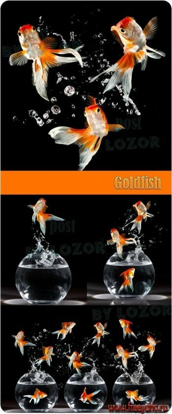     -   | Aquarium and goldfish clipart