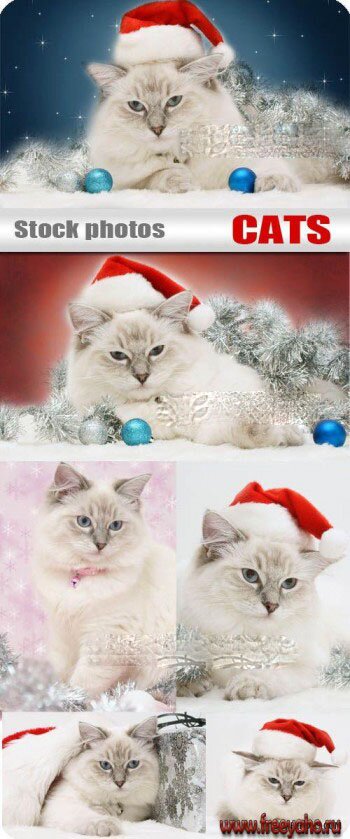  -    2011 -   | Cat New Year clipart 2