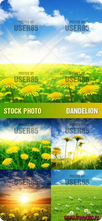   | Stock Photo - Dandelion
