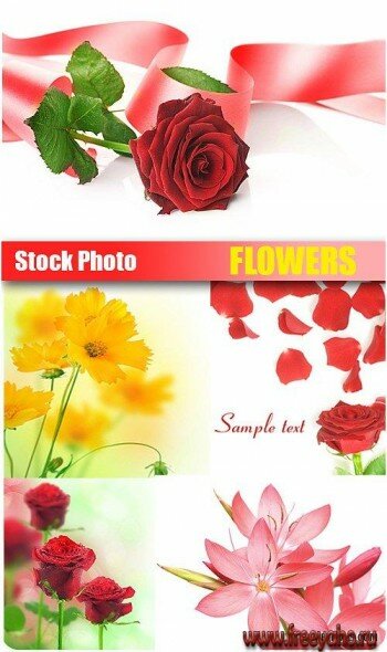     | Stock Photo - Flowers