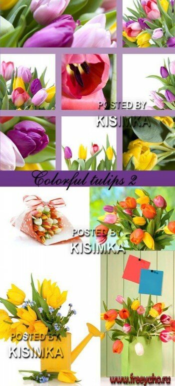   -   | Spring tulips 3