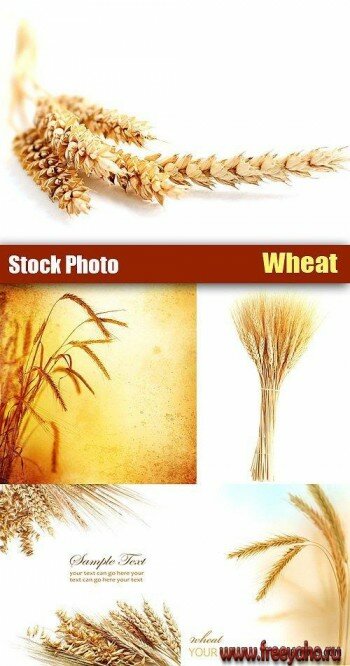   | Wheat