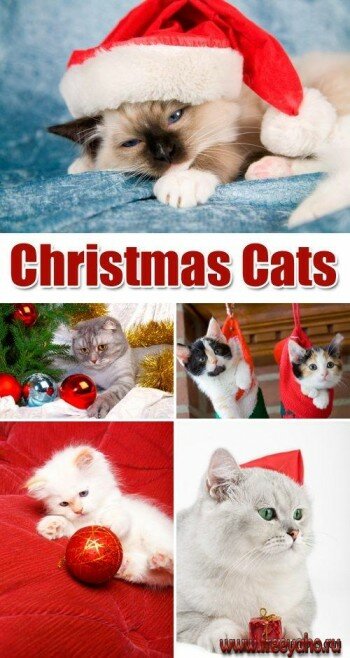   -   | Christmas Cats & kitten clipart
