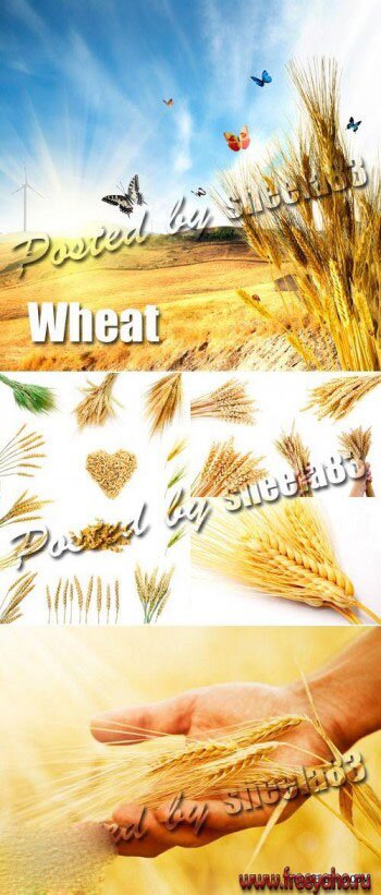     -  | Wheat