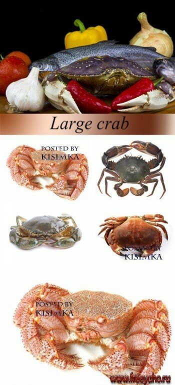   -   | Large crab