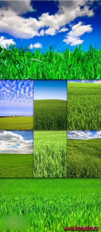     -   | Green grass and field