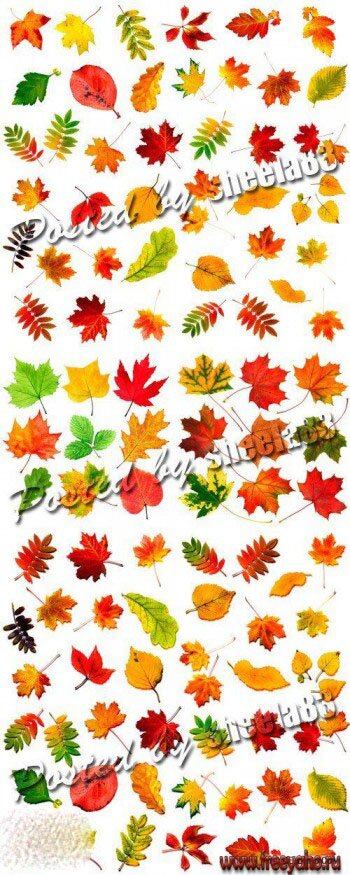 Осенние листья на белом фоне - растровый клипарт | Autumn Leaves
