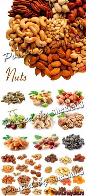  -     | Nuts clipart
