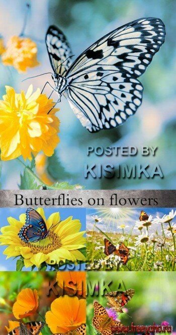     -   l Stock Photo - Butterflies on flowers