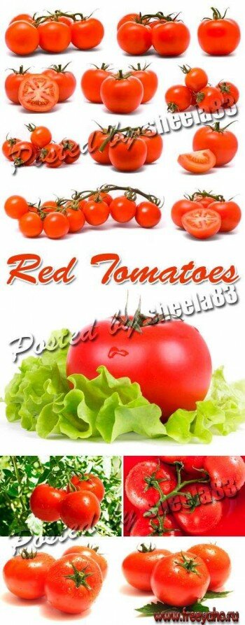     -  | Tomatoes clipart