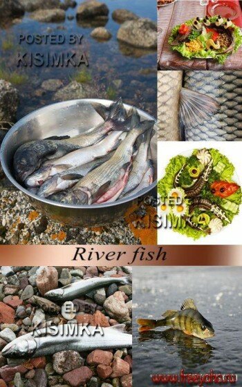      -  l Stock Photo - River fish