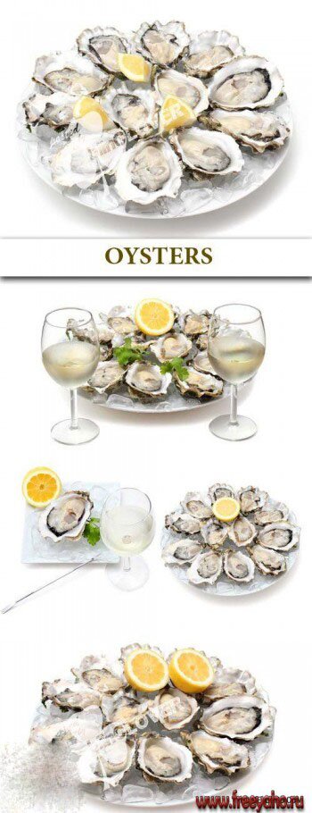  -     | Oysters