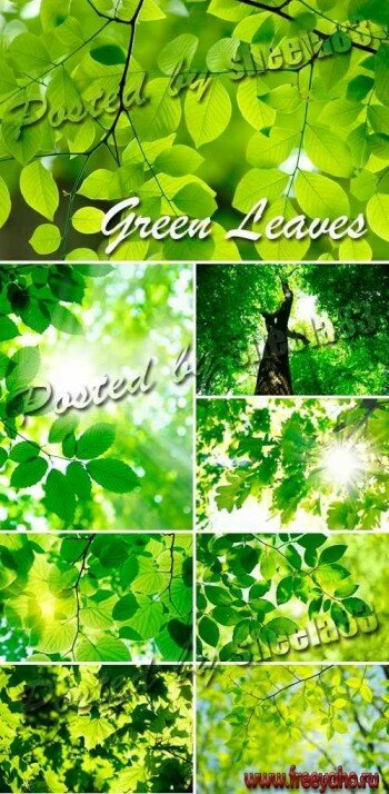   -   | Green leaves backgrounds