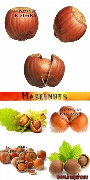  -      | Hazelnuts