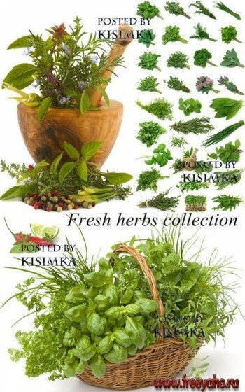      -     | Herbs green
