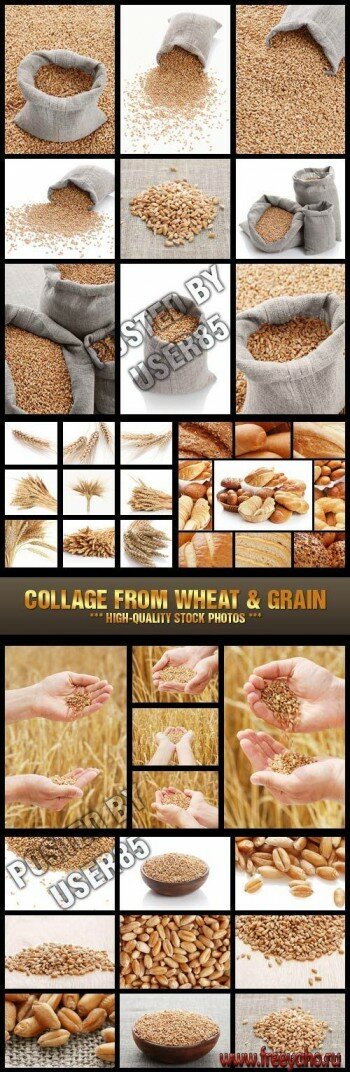   -   | Wheat and Grain