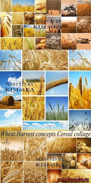    -   | Wheat and harvest clipart
