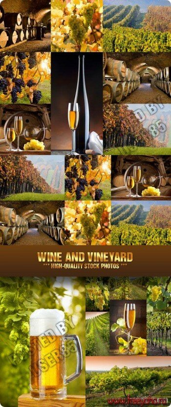   -    | Wine and Vineyard