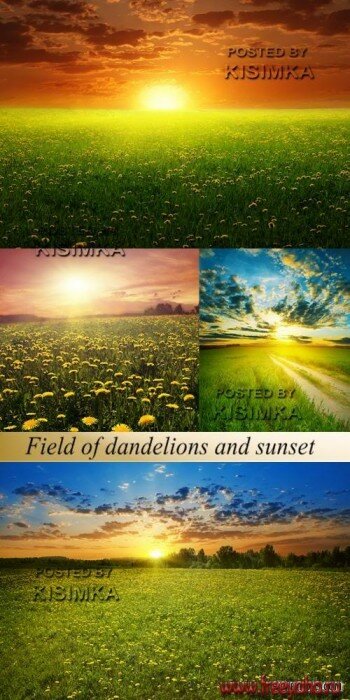      -  l Stock Photo - Field of dandelions and sunset