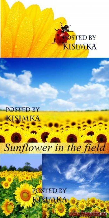    -   | Sunflowers clipart