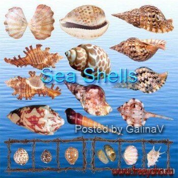   -  PNG | Seashells