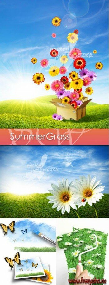     -   | Summer Grass