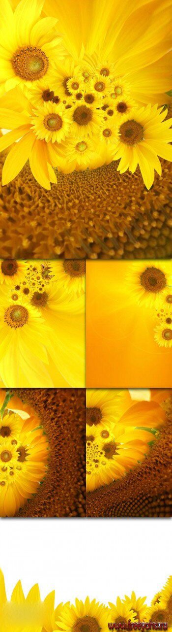     | Sunflowers backgrounds