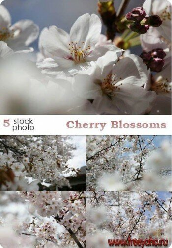  -   | Cherry Blossoms