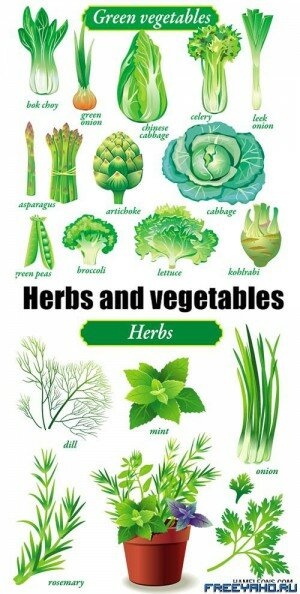 ,       | Greens, herbs and green vegetables vector