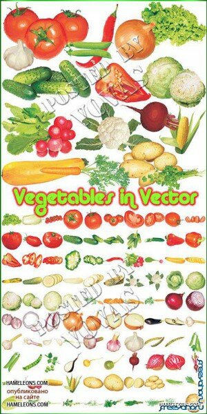    | Vector vegetables 2