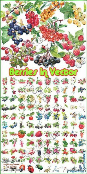    | Berries vector