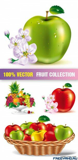    | Stock Vector - Fruit Collection