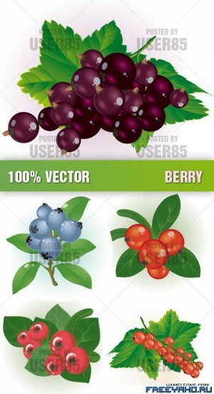     | Stock Vector - Berry