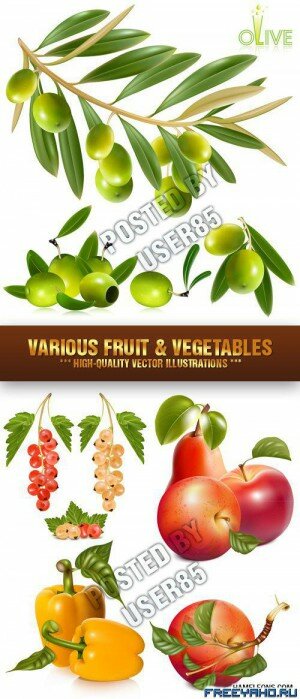      | Fruit and olive vector