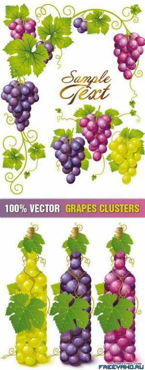 Stock Vector - Grapes Clusters | 