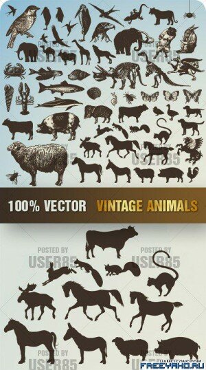      | Stock Vector - Vintage Animals