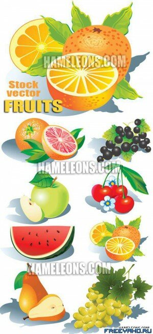      3 | Fruit vector 3