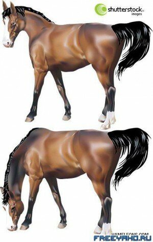   | Horse (Shutterstock vector)