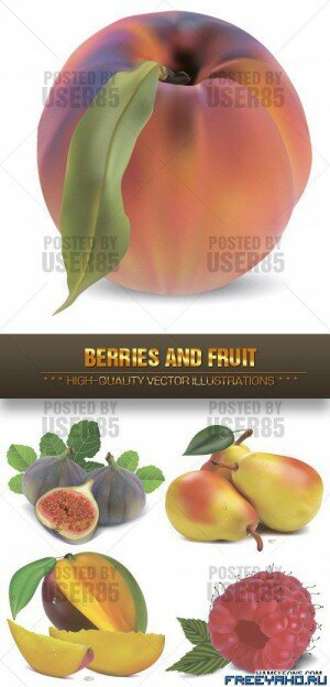      | Berries & Fruit vector