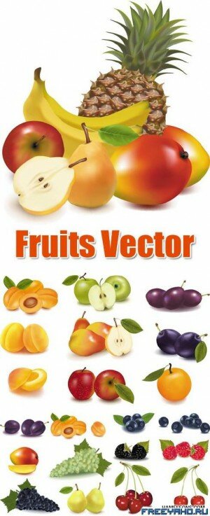      | Berry & Fruits Vector