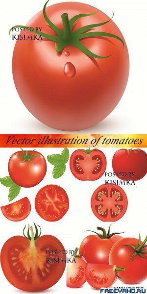     | Red tomatoes in the vector