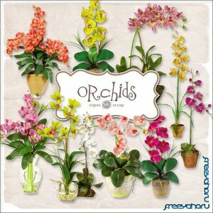Scrap-kit - Orchids