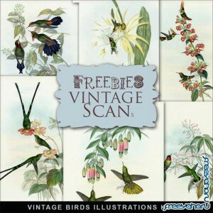 Scrap-kit - Vintage Birds Illustrations #1