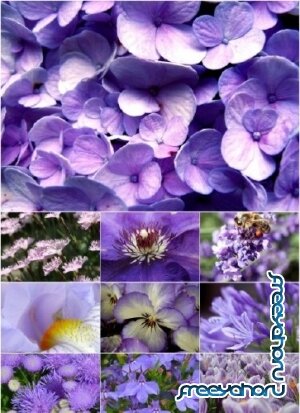 Клипарт - Фиолетовые цветы