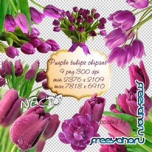 Purple tulips clipart -    PNG