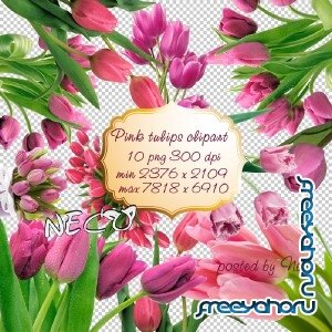 Pink Tulips clipart -    PNG