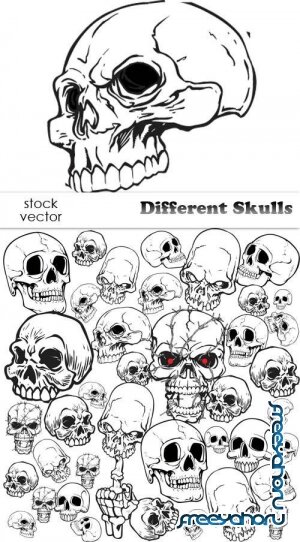   - Different Skulls