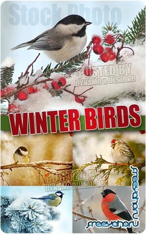 Зимние птицы - Растровый клипарт